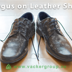 fungus-on-leather-shoes